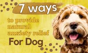 How To Calm Dog Anxiety Naturally