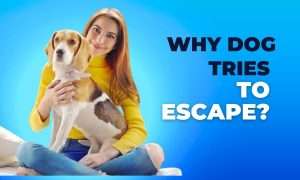 How To Crate Train An Older Dog With Separation Anxiety