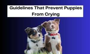 How To Stop Crying Puppy At Night