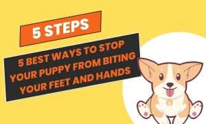 How to stop a puppy from biting your feet and hands