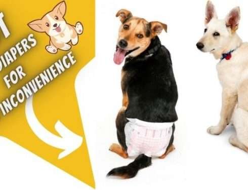 Best Dog Diapers for the Inconvenience