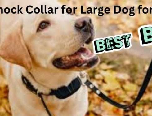 Best Shock Collar for Large Dog for 2023: