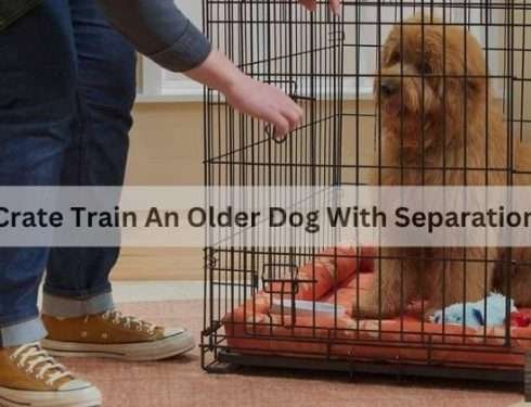 How To Crate Train An Older Dog With Separation Anxiety