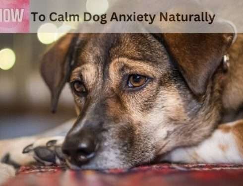 How To Calm Dog Anxiety Naturally