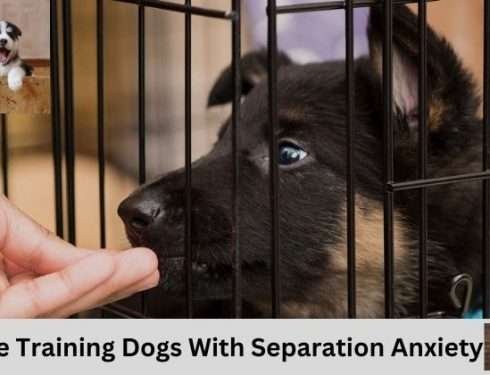 Crate Training Dogs With Separation Anxiety: