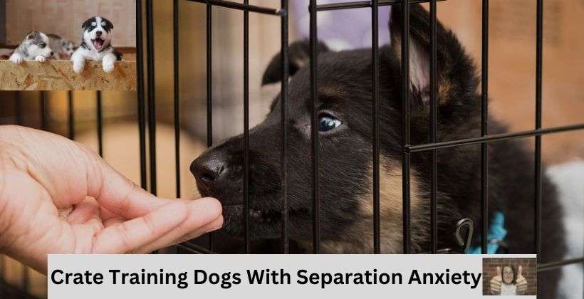 Crate Training Dogs With Separation Anxiety: