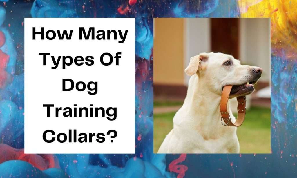 How Many Types Of Dog Training Collars