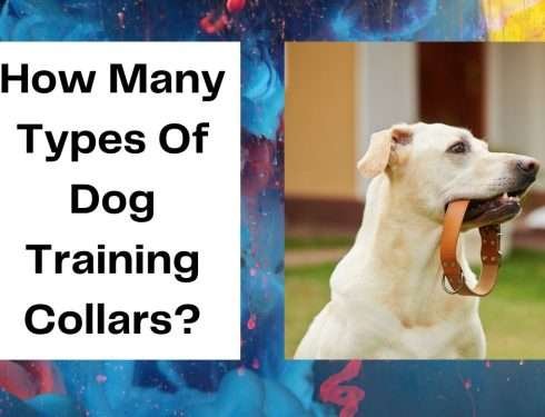 How many types of dog training collars?