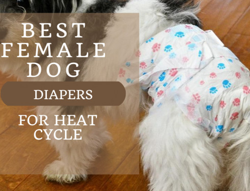 best female dog diapers