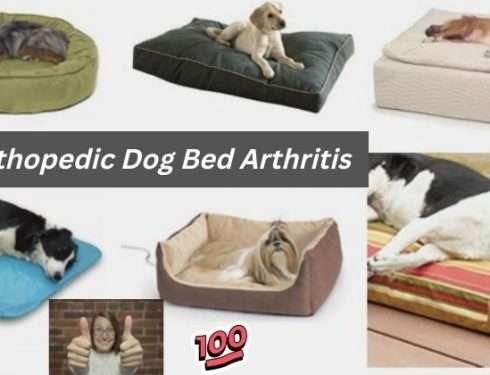 best orthopedic dog bed arthritis