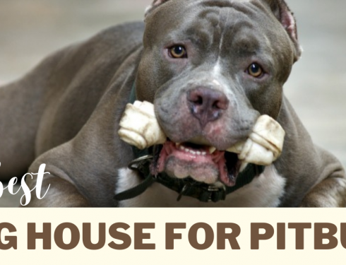 pitbull dog house