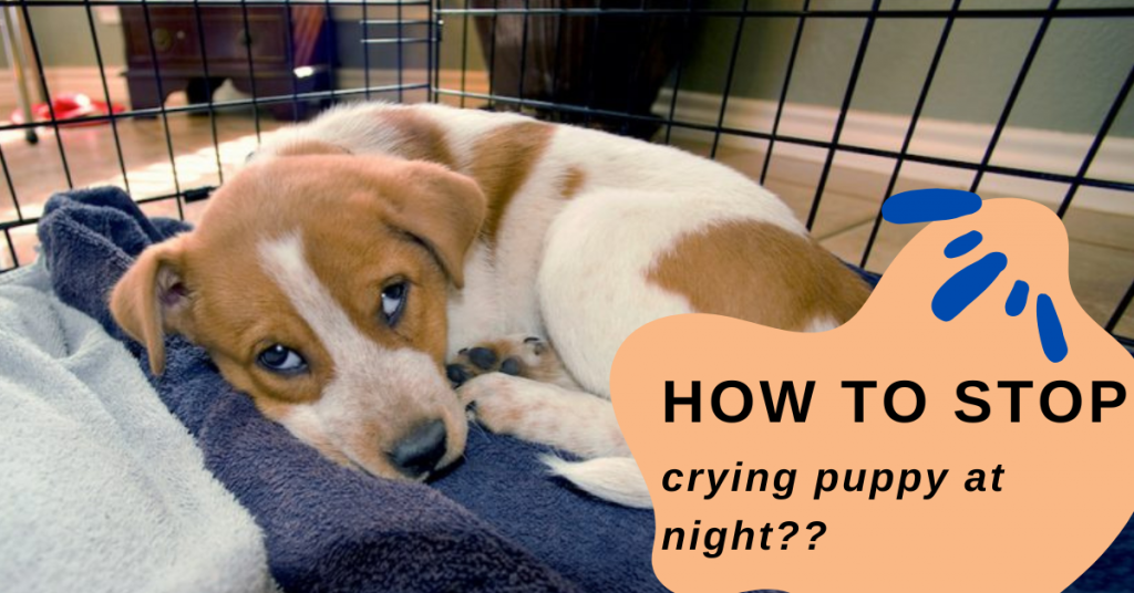 How To Stop Crying Puppy At Night