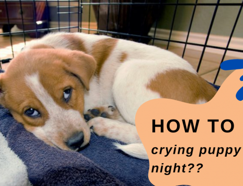 crying puppy at night