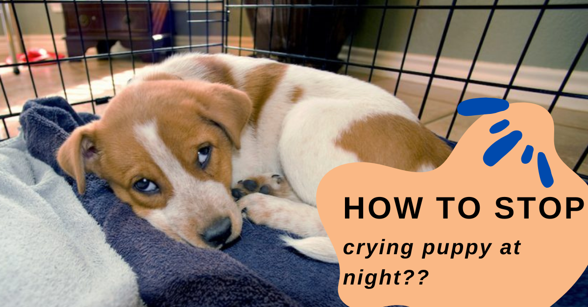 crying puppy at night