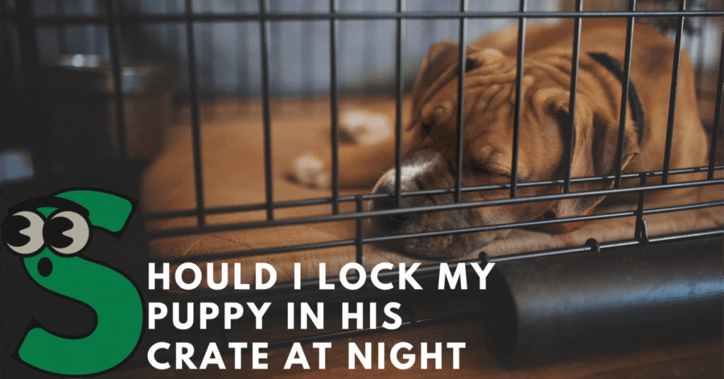 Should I Lock My Puppy In His Crate At Night? – Expert Opinion