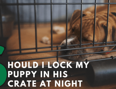 Should I lock my puppy in his crate at night