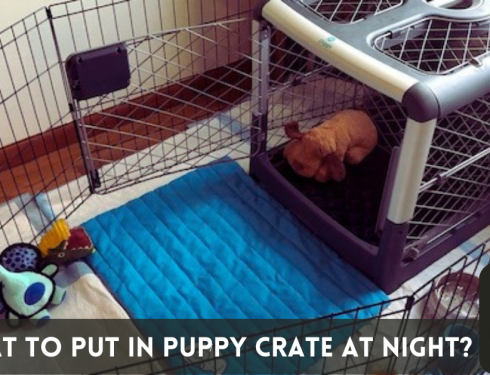 what to put in puppy crate at night