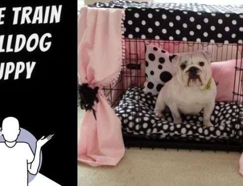 How to Crate Train a Bulldog Puppy