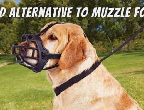 A Good Alternative To Muzzle For Dog