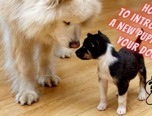 How To Introduce A New Puppy To Your Dog