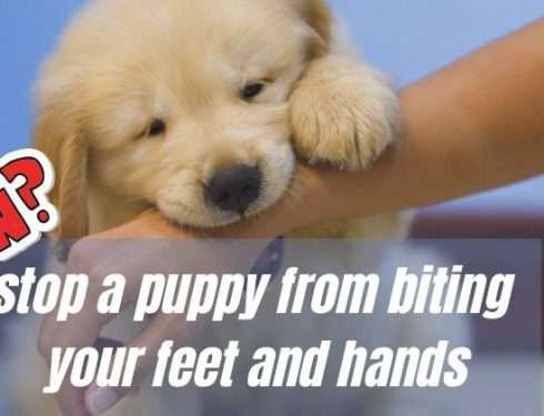 How to stop a puppy from biting your feet and hands: