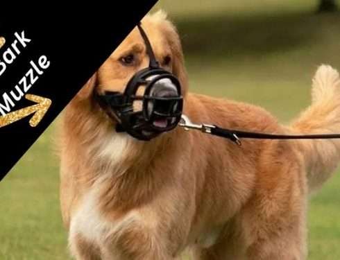 Best No Bark Muzzle