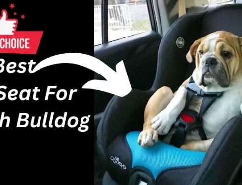 Best Car Seat For English Bulldog