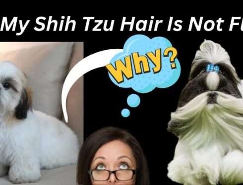 Why My Shih Tzu Hair Is Not Fluffy