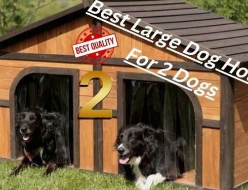 Best Large Dog House For 2 Dogs