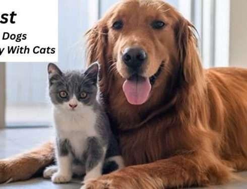 Best guard dogs for a family with cats