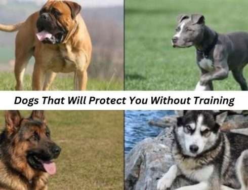 Dogs That Will Protect You Without Training