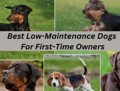 Best Low-Maintenance Dogs For First-Time Owners