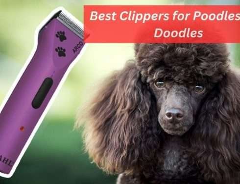 Best Clippers for Poodles and Doodles