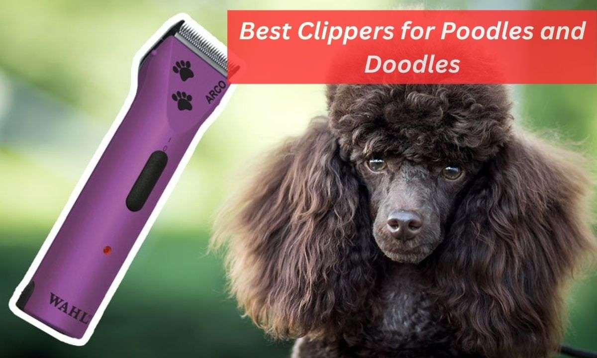 Best Clippers for Poodles and Doodles