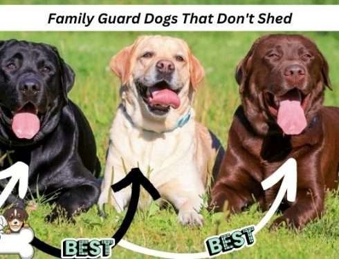 BEST FAMILY GUARD DOGS THAT DON’T SHED