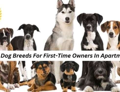 Best Dog Breeds For First-Time Owners In Apartments