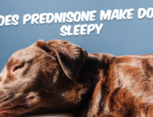 Does Prednisone Make Dogs Sleepy? Yes, prednisone can cause drowsiness in dogs. This is because the medication has an anti-inflammatory effect that can decrease pain and inflammation. Which may lead to lethargy or fatigue.