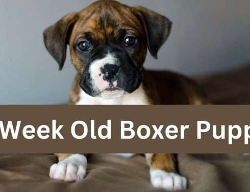 8 Week Old Boxer Puppy