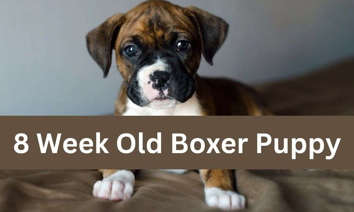 8 Week Old Boxer Puppy
