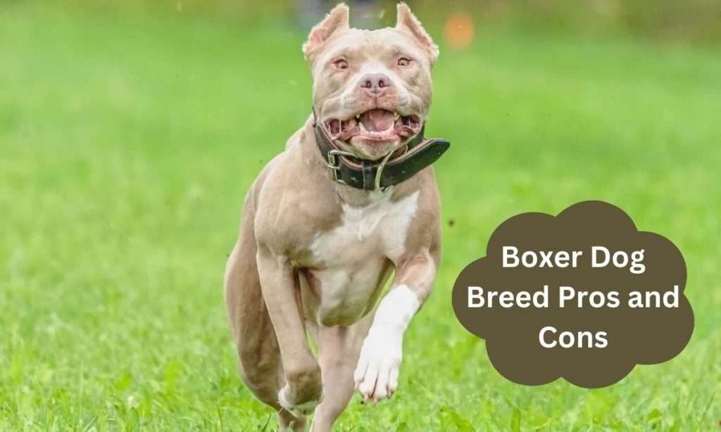 Boxer Dog Breed Pros And Cons 1024x614 