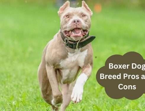 Boxer Dog Breed Pros and Cons