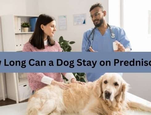 How Long Can a Dog Stay on Prednisone?