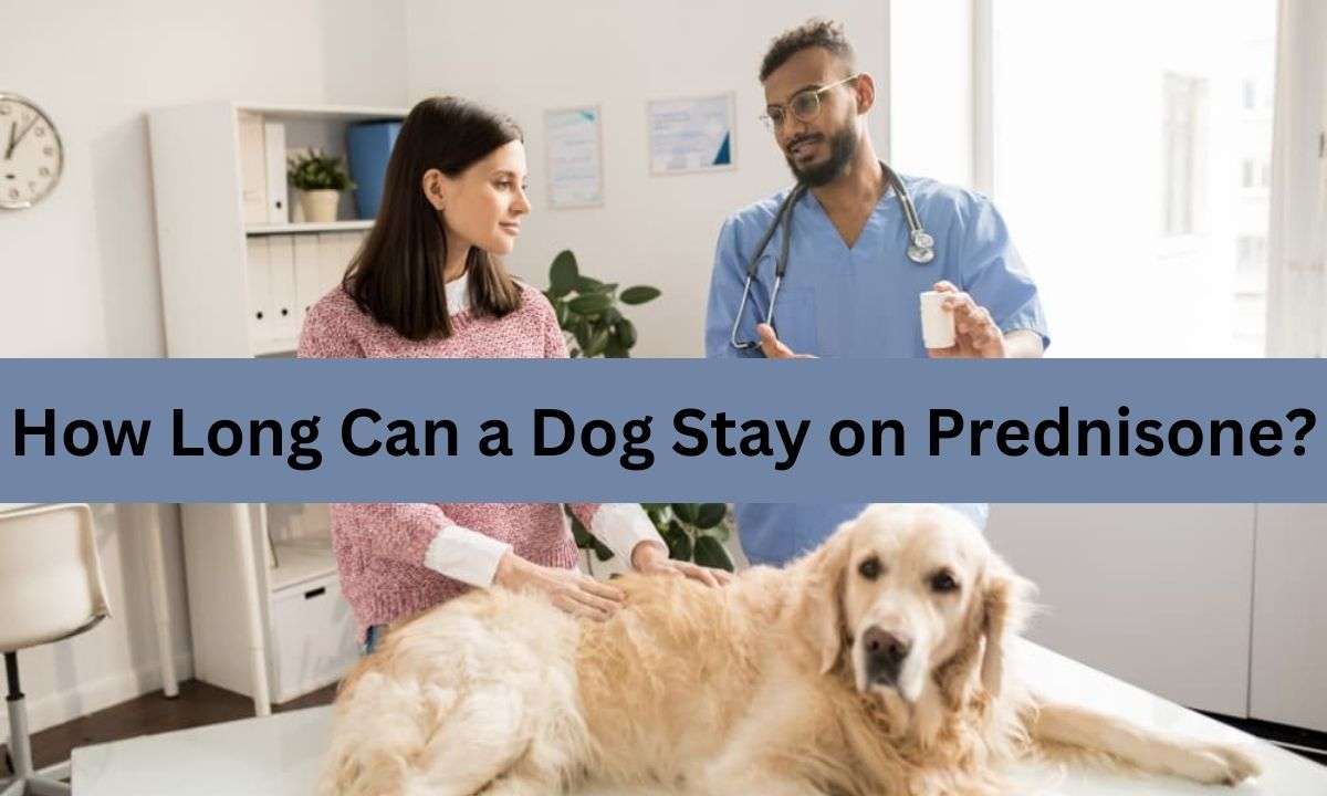 How Long Can a Dog Stay on Prednisone?