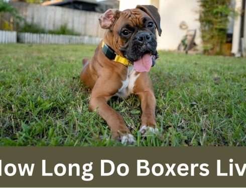 How Long Do Boxers Live