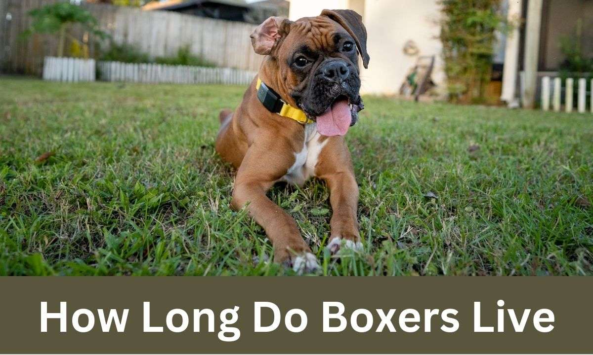 How Long Do Boxers Live