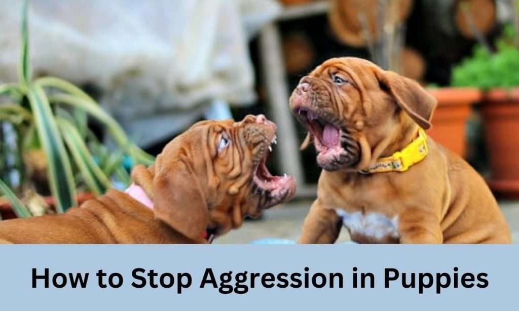 How To Stop Aggression In Puppies