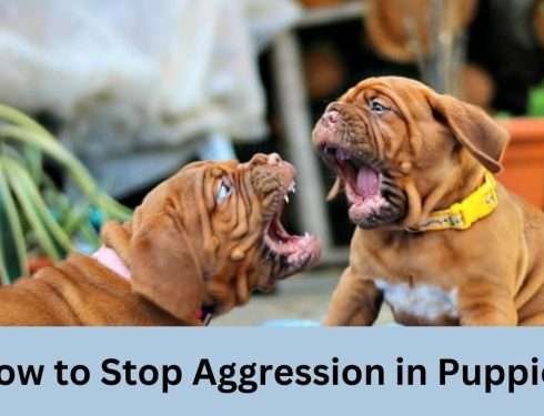 How to Stop Aggression in Puppies