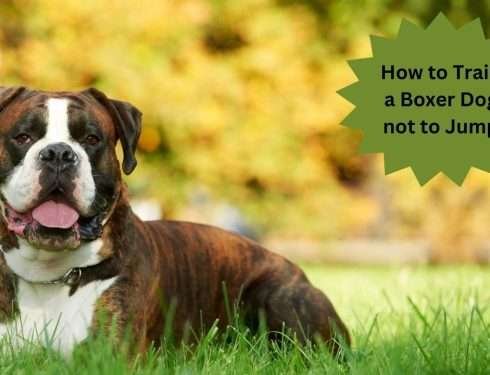 How to Train a Boxer Dog not to Jump