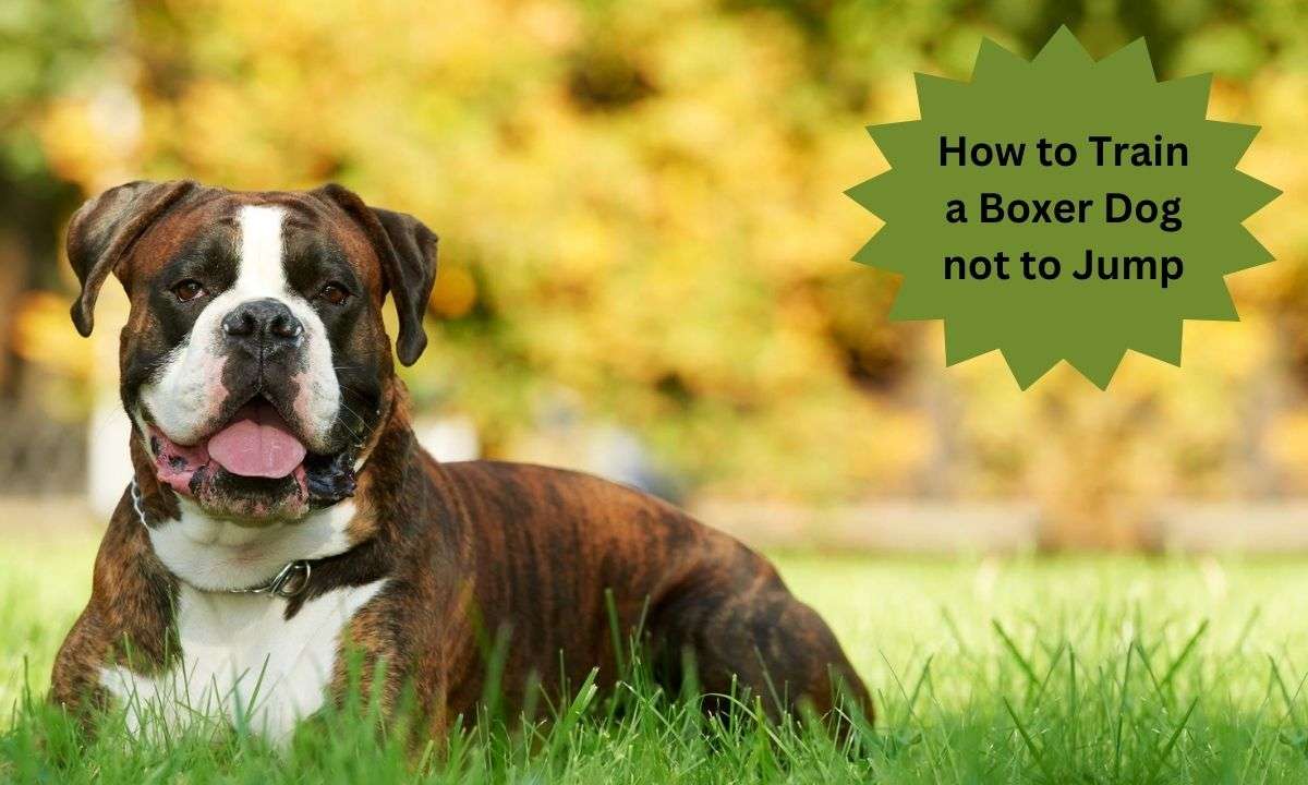 How to Train a Boxer Dog not to Jump