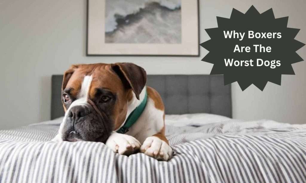 Why Boxers Are The Worst Dogs